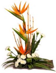 Arrangement of white Carnations and Bird of paradise